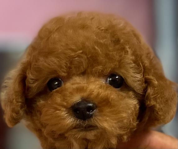 トイプードルプードルフェア開催中💕Tカップサイズの超可愛い子💕《プレミアクラス》一目惚れしてください💕