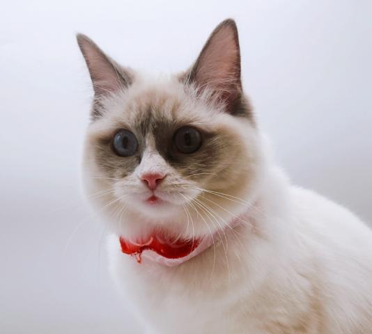 ラグドール★表示価格は全ての諸費用を含みます。