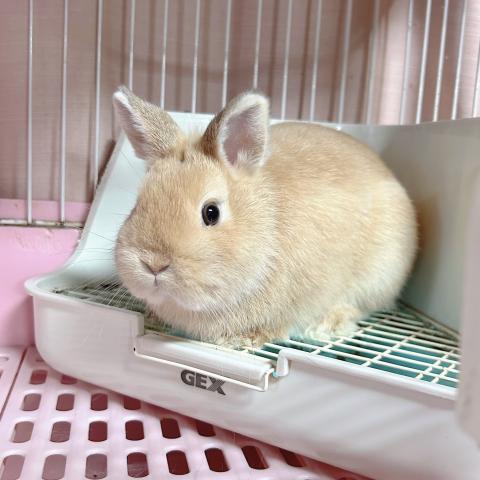 ネザーランドドワーフ