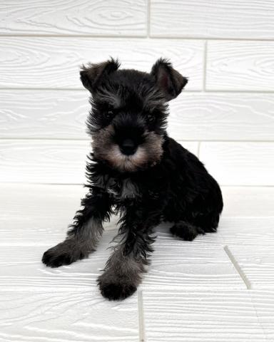 ミニチュアシュナウザー