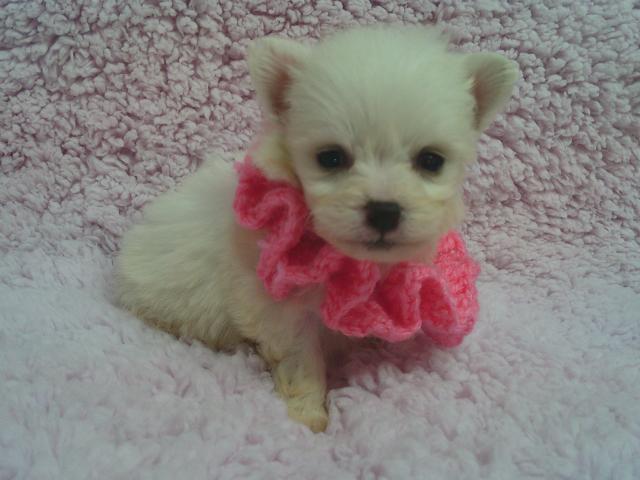 可愛い女の子です。