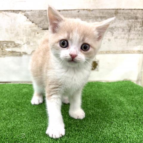 スコティッシュフォールド