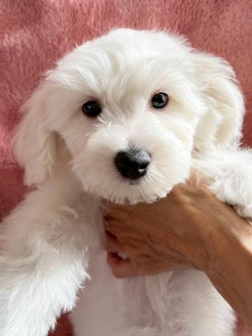 ビションフリーゼ