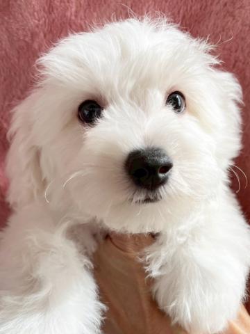 ビションフリーゼ