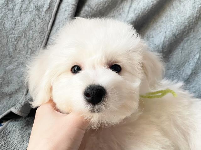 ビションフリーゼ