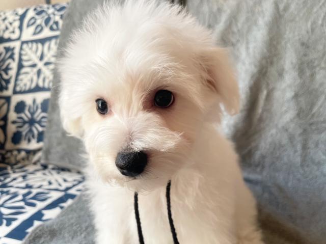 ビションフリーゼ