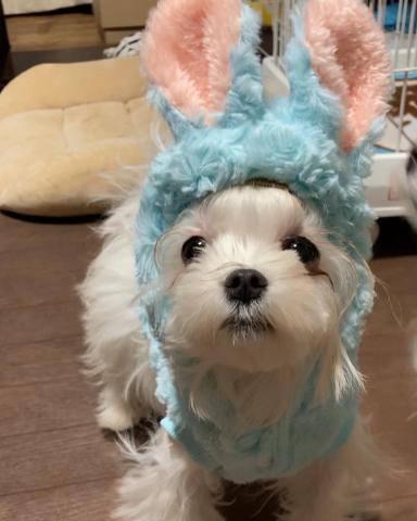 Coeur a Coeur(クーラ クー)