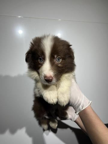 ボーダーコリー2175