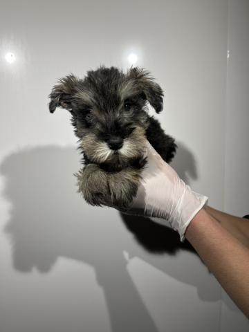 ミニチュアシュナウザー0202