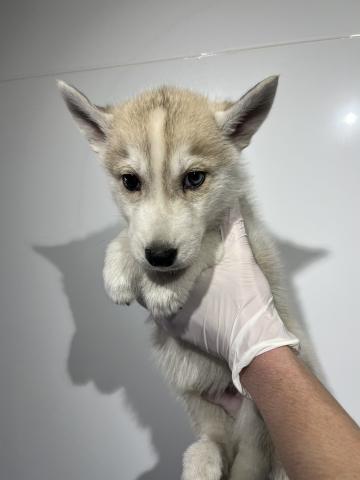 シベリアンハスキー0956