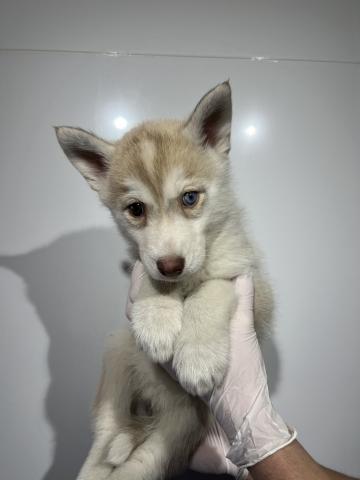 シベリアンハスキー3305