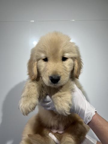 ゴールデンレトリーバー3305