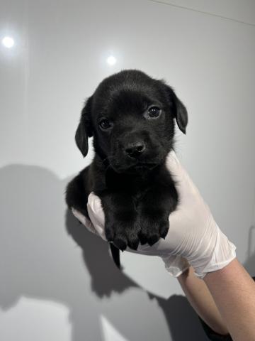 ラブラドールレトリーバー1993