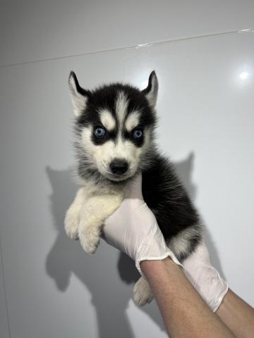 シベリアンハスキー0236