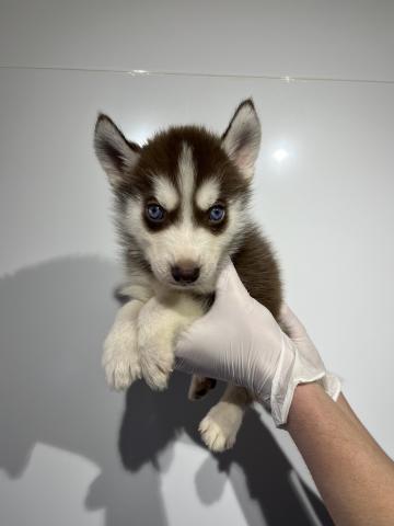 シベリアンハスキー9587