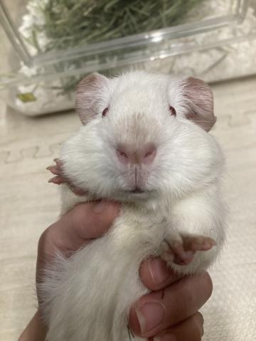 モルモット ロシアンスモークモルモット