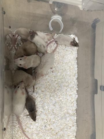 ファンシーラット