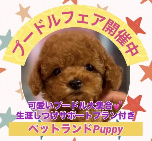 💕ペットランドPuppy💕ブリーダー直販店💕