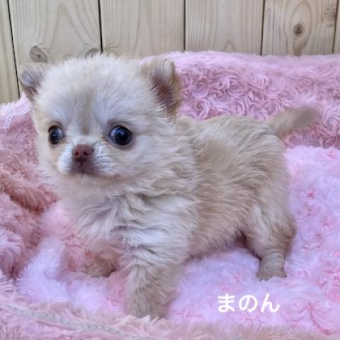 チワワ（ロングコート）