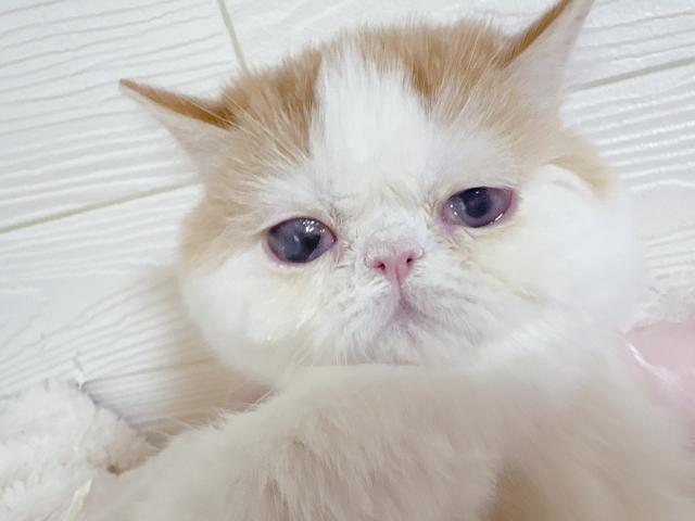 エキゾチックショートヘアー