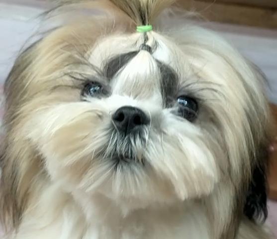 シーズー♪カシミまま’の愛息子くん