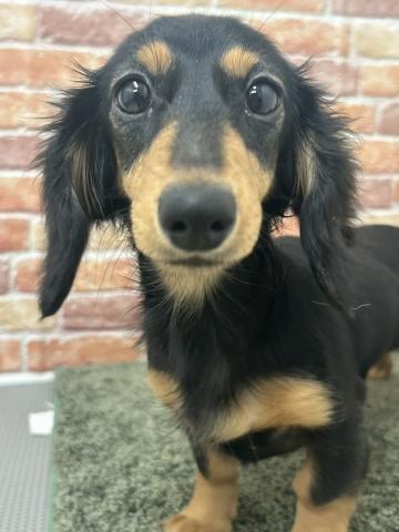 ミニチュアダックスフンド