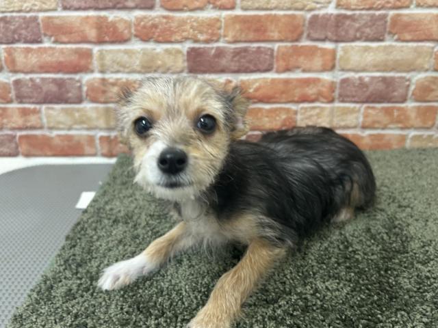 MIXチワワ×ヨークシャテリア