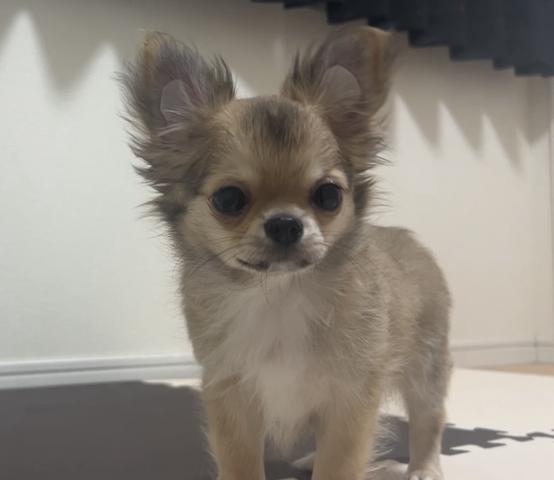 チワワ(ロングコート)