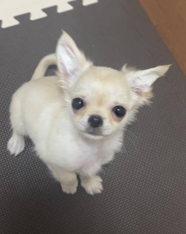 チワワ(ロングコート)