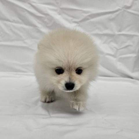 ポメラニアン