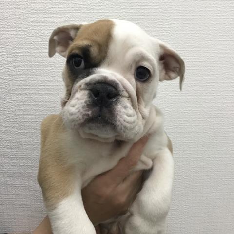 ブルドッグ
