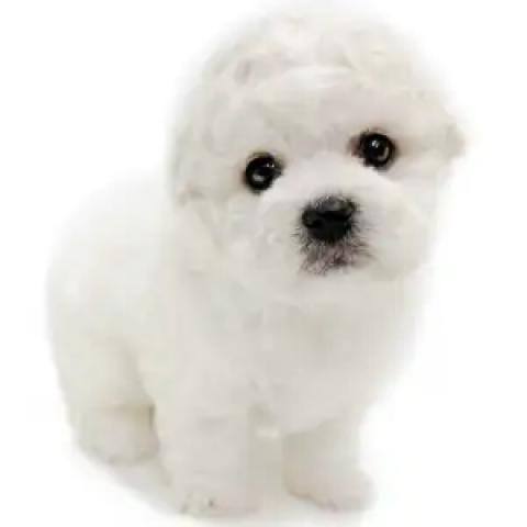 ビションフリーゼ