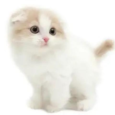 スコティッシュフォールド