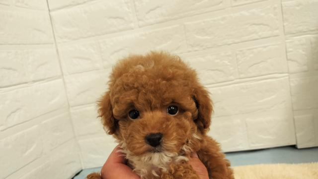 税込・ウイルスチェック代・検便・簡易健康チェック代・ペット保険代等込の表示です。