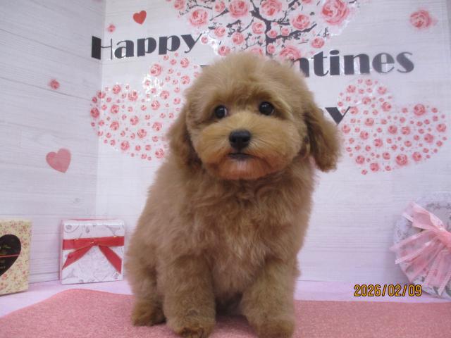 タイニープードル