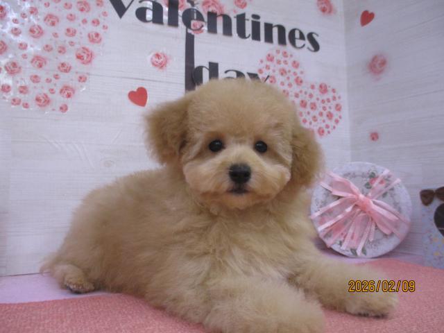 タイニープードル