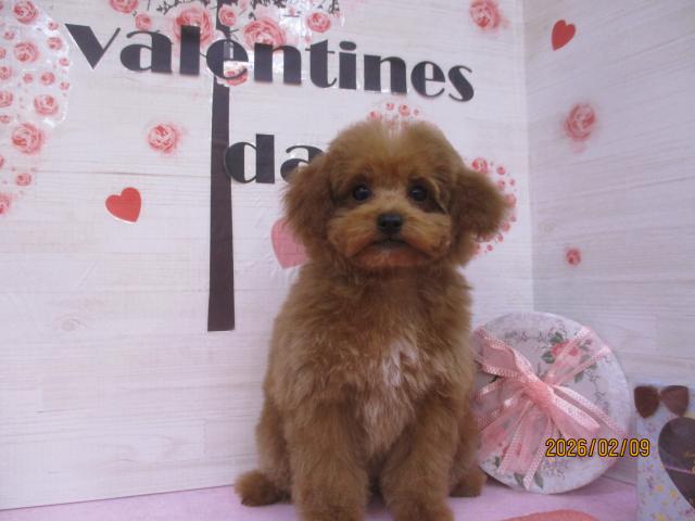 タイニープードル