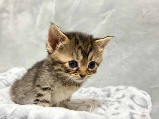 MIX（雑種）デボンレックス×ブリティッシュショートヘア