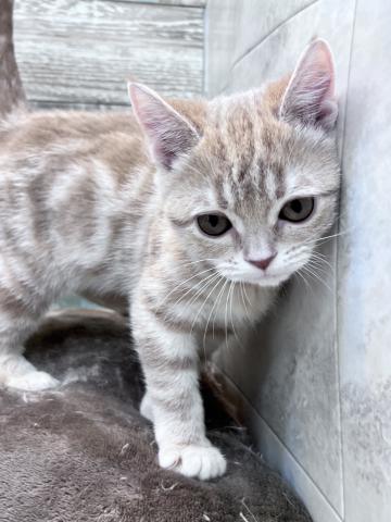 アメリカンショートヘアー