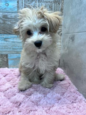 マルチーズ×トイプードル