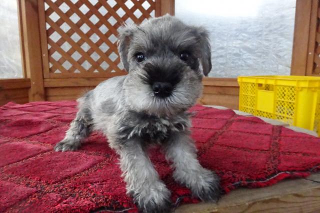 ミニチュアシュナウザー