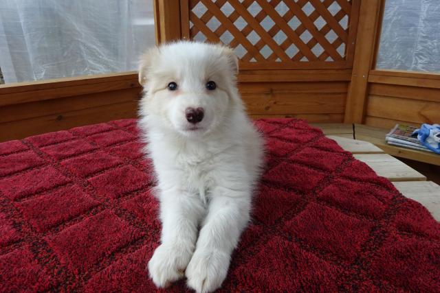 ボーダーコリー