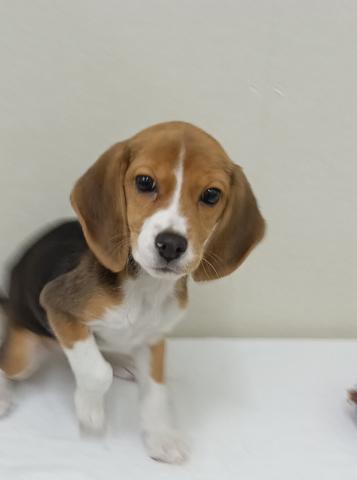 甘えん坊で食べることが大好きなビーグルちゃんです🩷