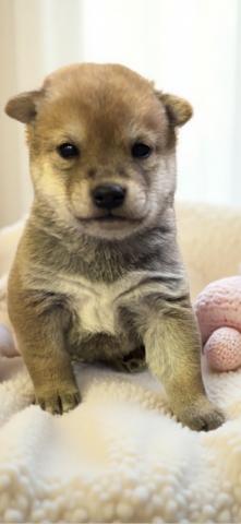 可愛い豆柴ちゃん❣️男の子です❣️