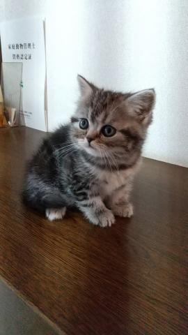 スコティッシュフォールド