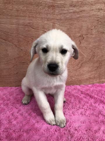 ラブラドールレトリーバー