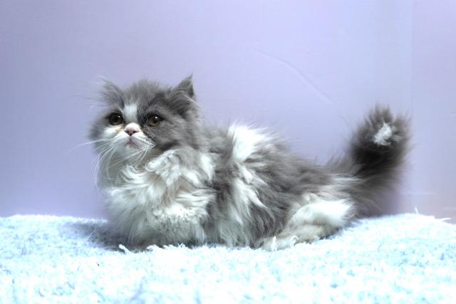 ミヌエット（旧ナポレオン）