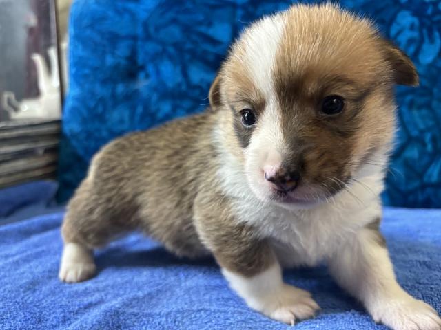 ウェルシュコーギーペンブローク