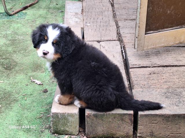 バーニーズマウンテンドッグ