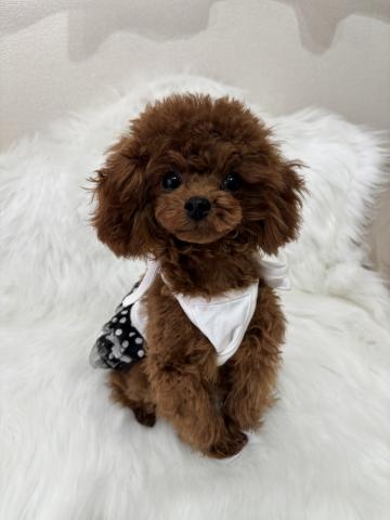 トイプードル成犬時2.0kg前後予想